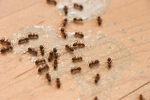 Best Ant Control Services  in Romancoke, MD