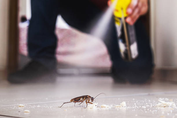 Best Pest Control for Homes  in Romancoke, MD
