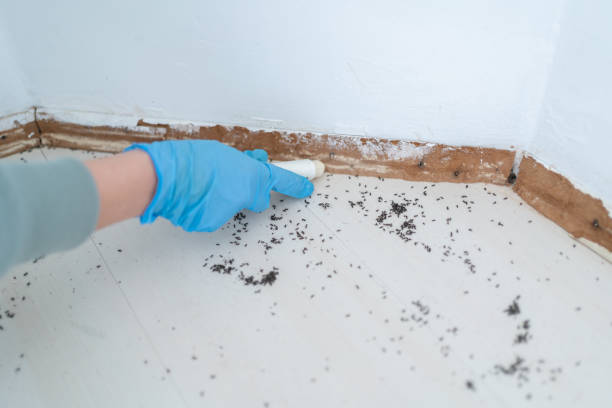Reliable Romancoke, MD Pest Control Solutions